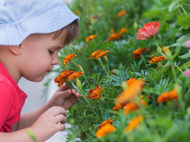 Un bimbo piccolo annusa fiori variopinti.