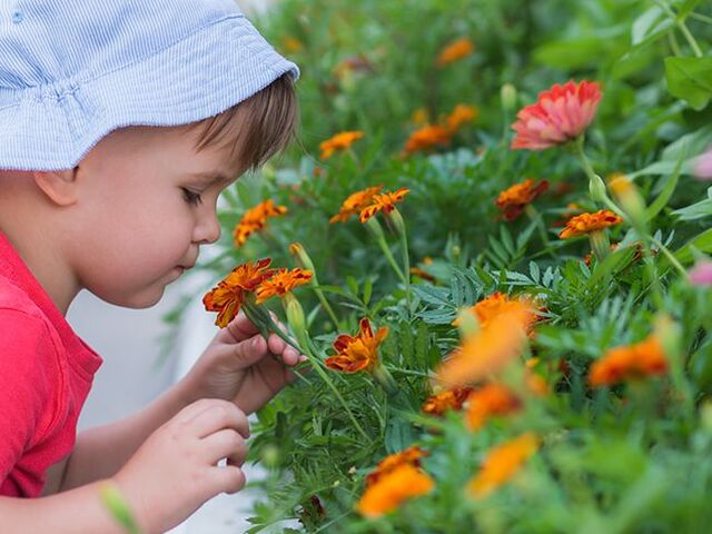 Un bimbo piccolo annusa fiori variopinti.